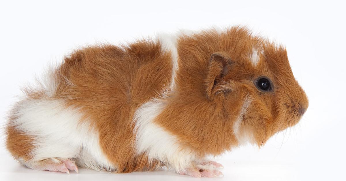 Exquisite image of Abyssinian Guinea Pig, in Indonesia known as Babi Guinea Abyssinian.