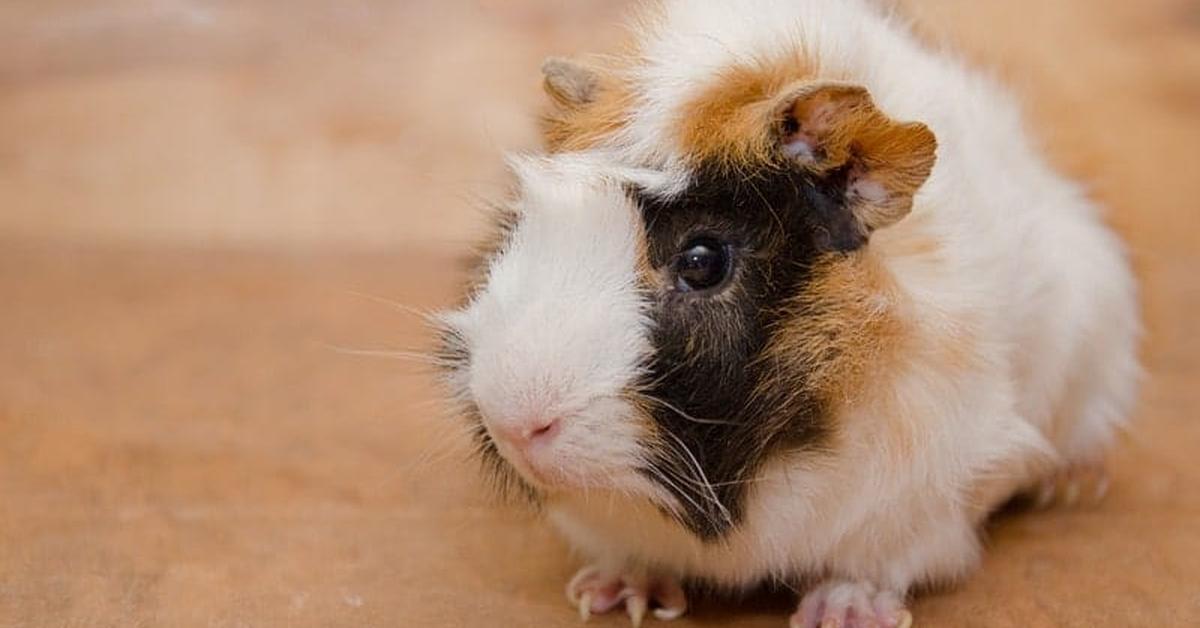 Striking appearance of the Abyssinian Guinea Pig, known in scientific circles as Cavia porcellus.