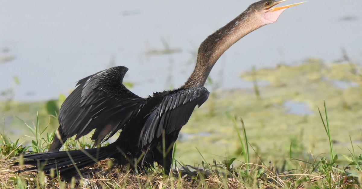 Iconic view of the Anhinga, or Anhinga anhinga, in its habitat.