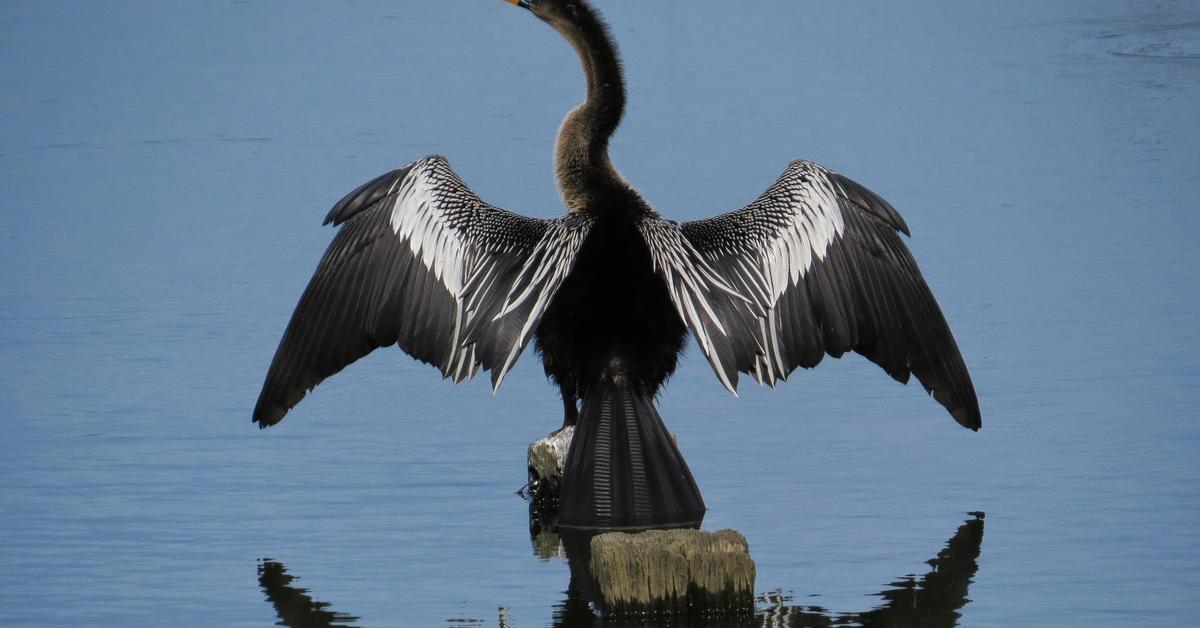 Elegant portrayal of the Anhinga, also known as Anhinga anhinga.