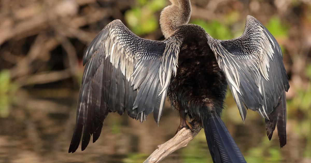 Captured beauty of the Anhinga, or Anhinga anhinga in the scientific world.