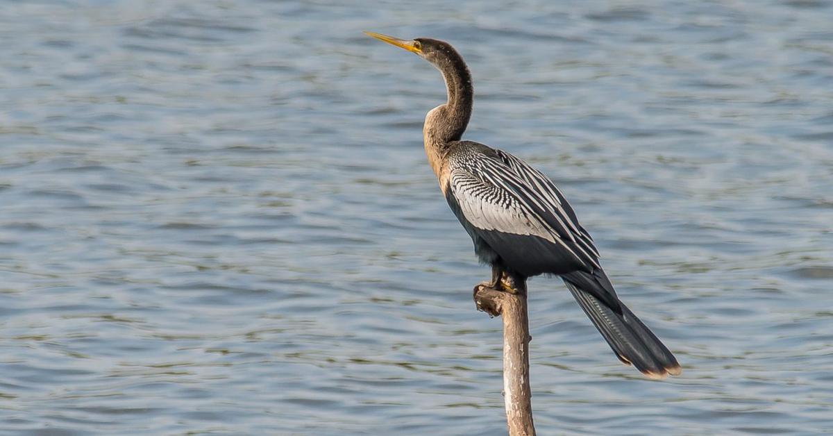 Visual of Anhinga, or Burung Anhinga in Indonesian, showcasing its beauty.