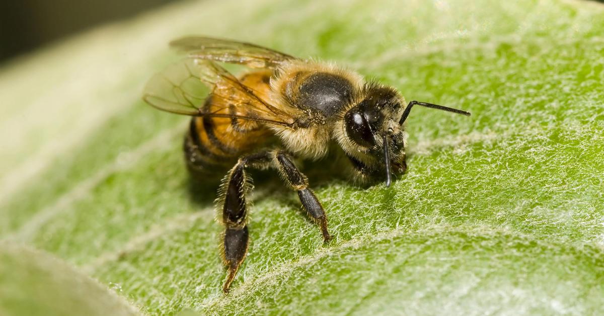 Splendid image of the Africanized Bee, with the scientific name Apis mellifera.