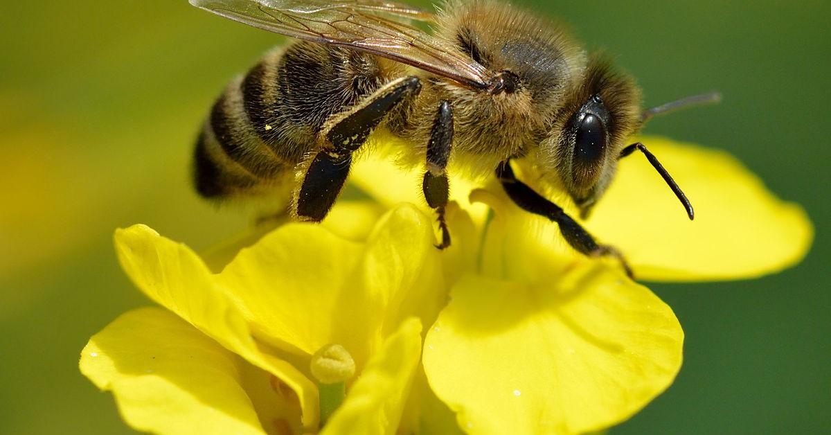 Captured moment of the Africanized Bee, in Indonesia known as Lebah Afrika.