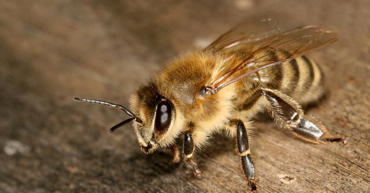 Splendid image of the Africanized Bee, with the scientific name Apis mellifera.