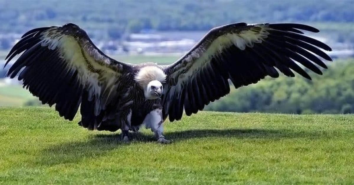 The Argentavis Magnificens, a species known as Argentavis magnificens, in its natural splendor.