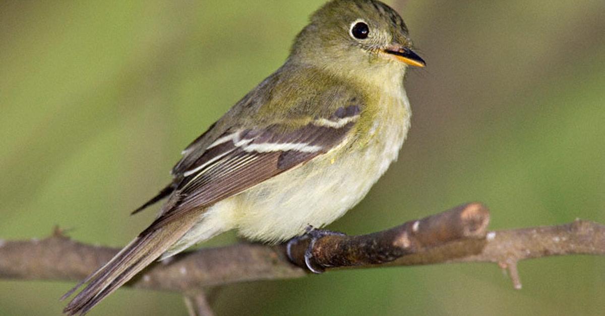 Charming view of the Acadian Flycatcher, in Indonesia referred to as Burung Terbang Acadian.