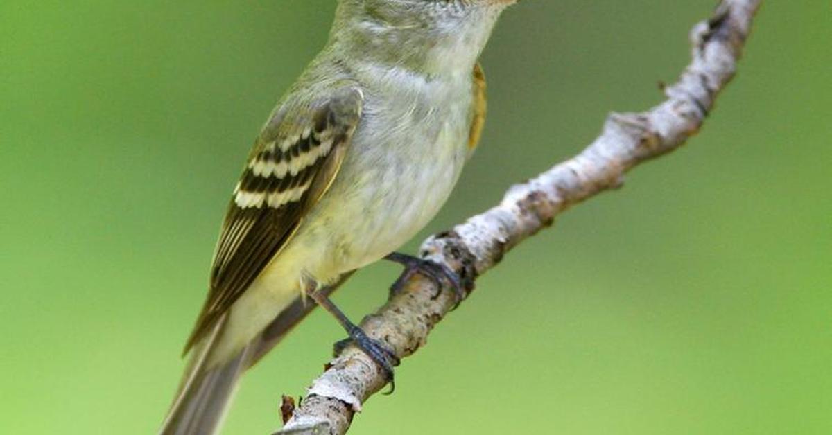 Natural elegance of the Acadian Flycatcher, scientifically termed Empidonax virescens.