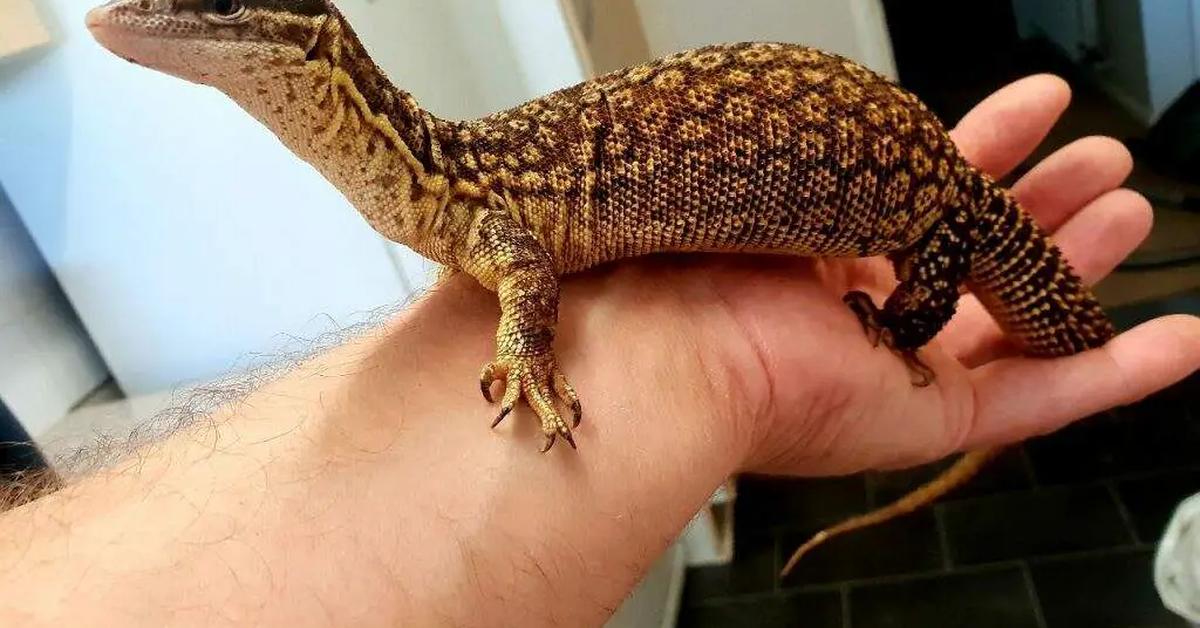 Captured moment of the Ackie Monitor, in Indonesia known as Biawak Ackie.