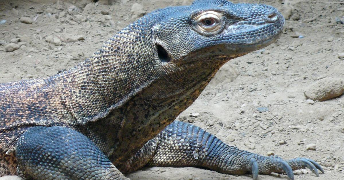 Captivating view of the Ackie Monitor, known in Bahasa Indonesia as Biawak Ackie.