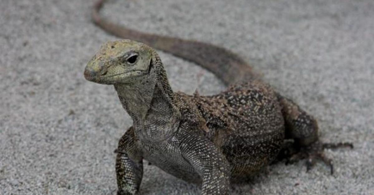 Elegant portrayal of the Ackie Monitor, also known as Varanthus acanthurus.