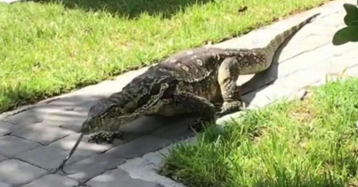 The Asian Water Monitor, a species known as Varanus salvator, in its natural splendor.