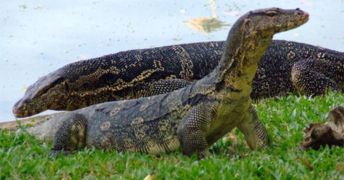 Elegant portrayal of the Asian Water Monitor, also known as Varanus salvator.