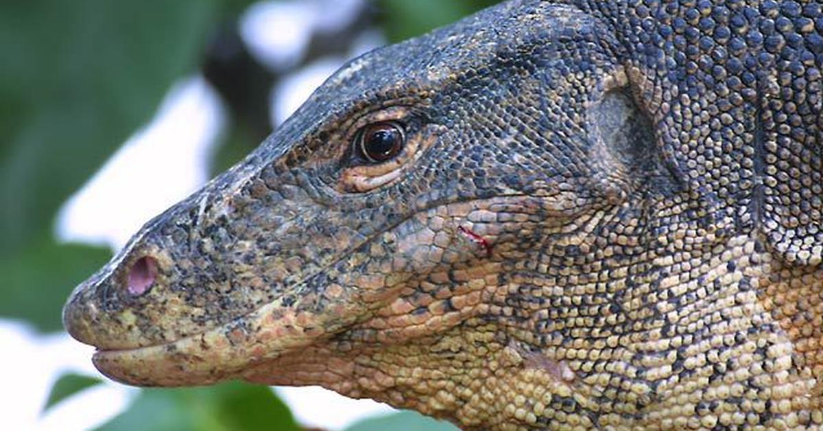 The elegant Asian Water Monitor (Varanus salvator), a marvel of nature.