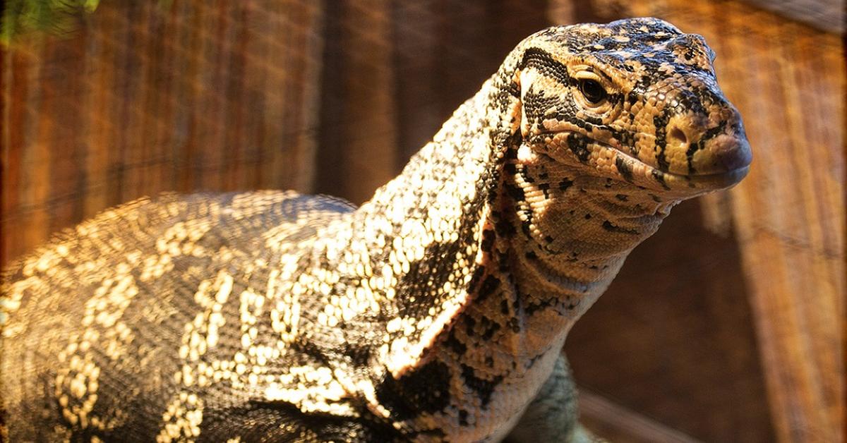 Image of the Asian Water Monitor (Varanus salvator), popular in Indonesia as Biawak Air Asia.