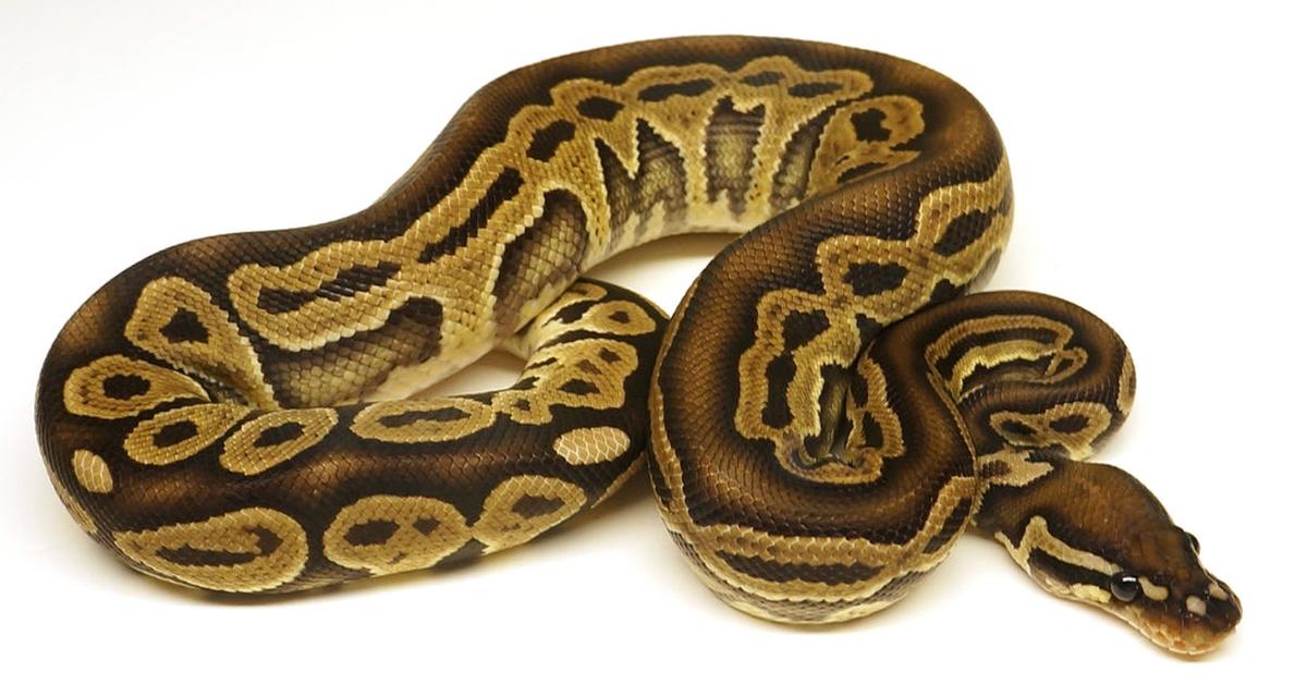 Stunning depiction of Axanthic Ball Python, also referred to as Python regius.