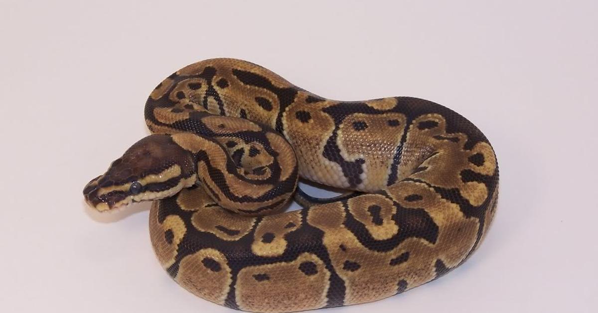 Dynamic image of the Axanthic Ball Python, popularly known in Indonesia as Piton Bola Axanthic.