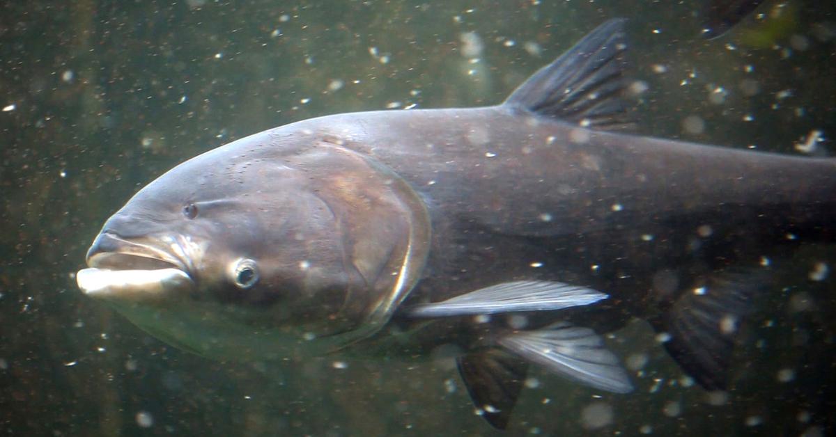 Striking appearance of the Asian Carp, known in scientific circles as Dependent on species.