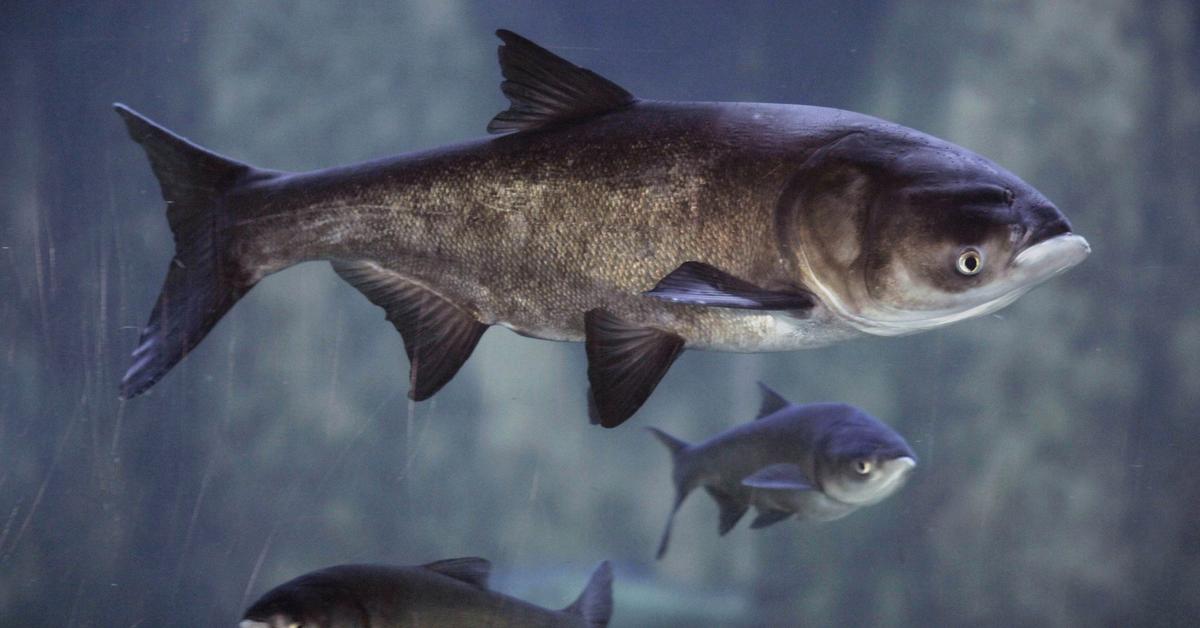 Photogenic Asian Carp, scientifically referred to as Dependent on species.