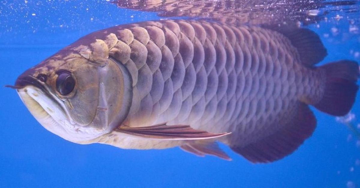 Striking appearance of the Asian Carp, known in scientific circles as Dependent on species.