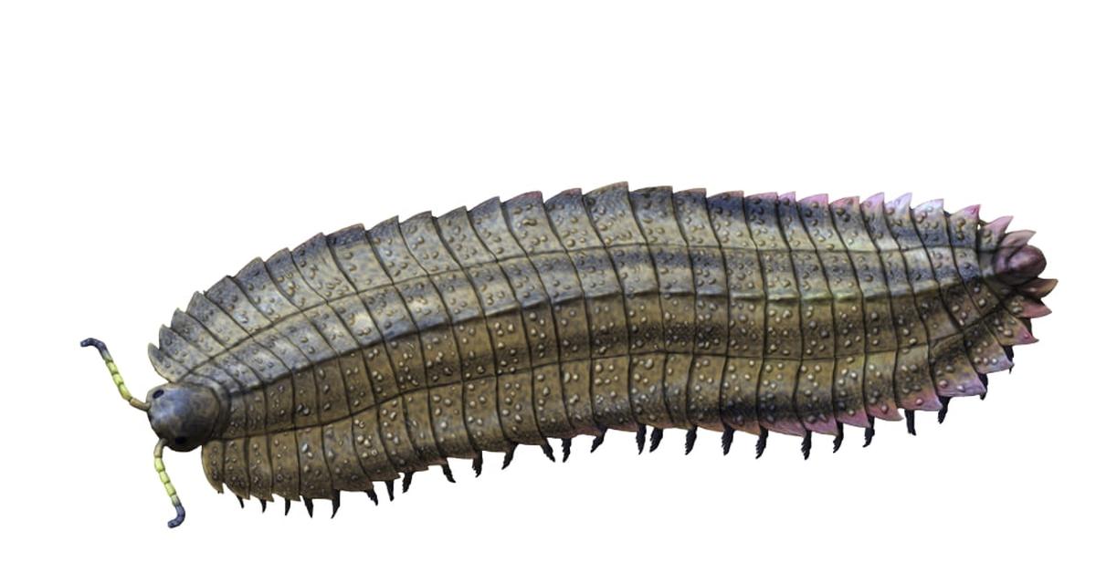 Photographic depiction of the unique Arthropleura, locally called Arthropleura.