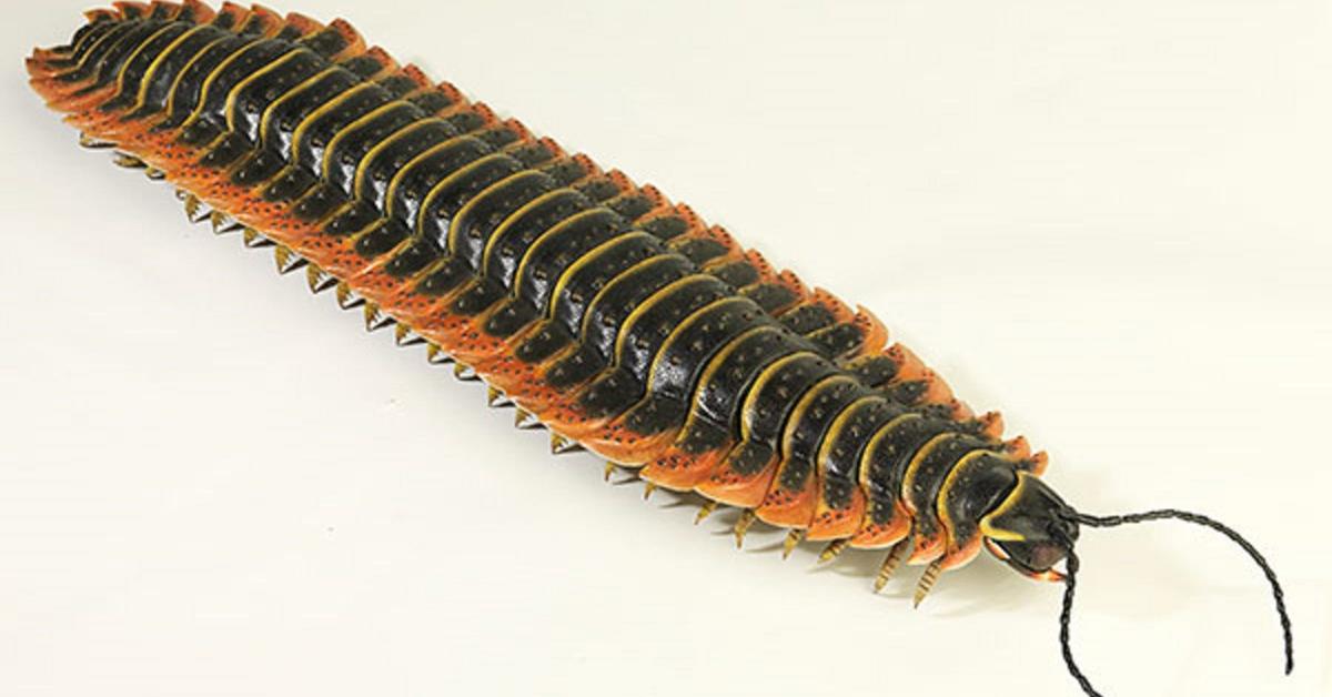 Captured elegance of the Arthropleura, known in Indonesia as Arthropleura.