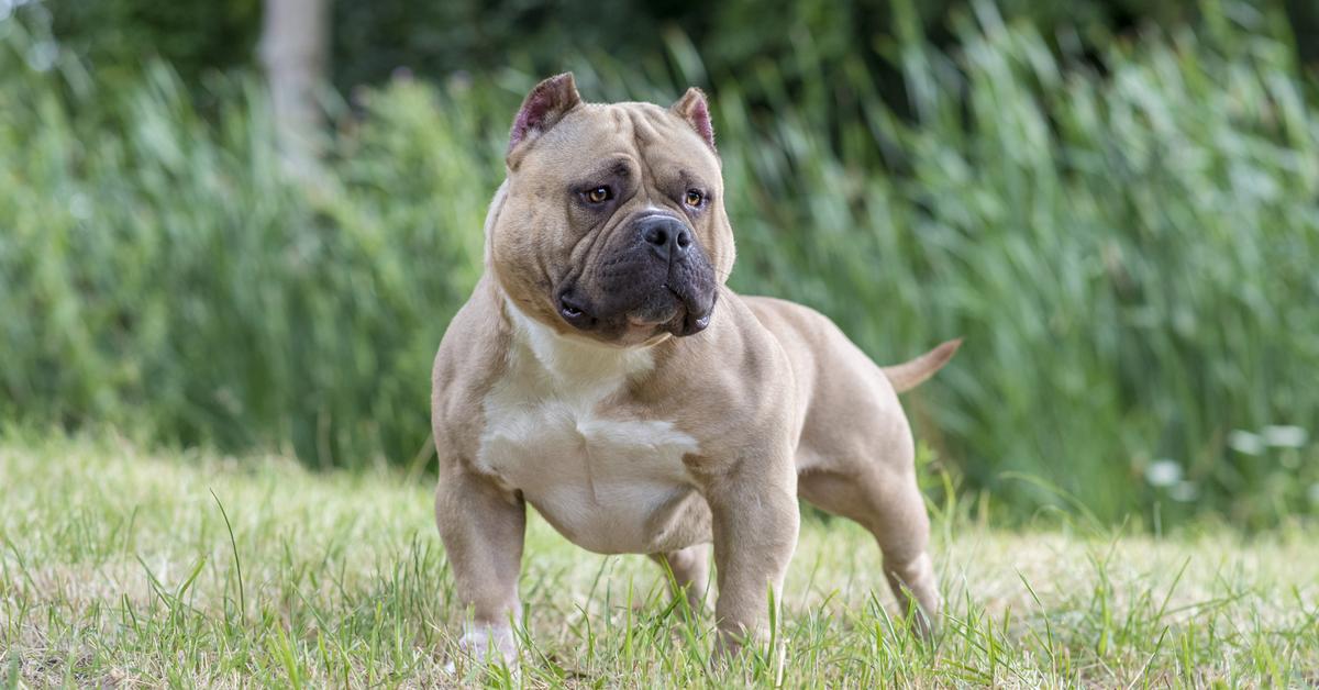 Image showcasing the American Bully, known in Indonesia as Anjing American Bully.