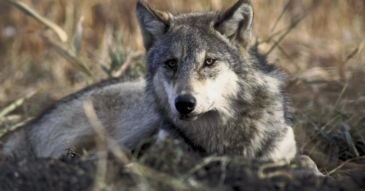 Detailed shot of the American Bully, or Canis lupus, in its natural setting.