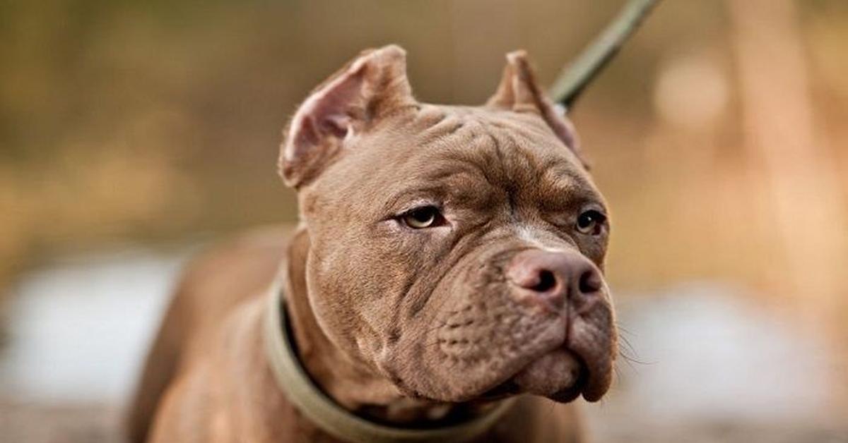 Portrait of a American Bully, a creature known scientifically as Canis lupus.