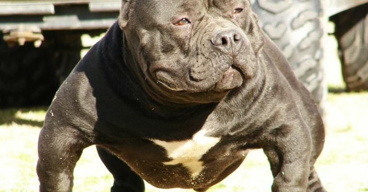 Captured elegance of the American Bully, known in Indonesia as Anjing American Bully.