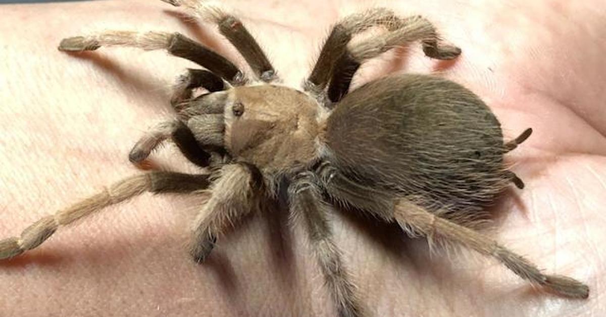 Snapshot of the intriguing Arizona Blonde Tarantula, scientifically named Aphonopelma chalcodes.