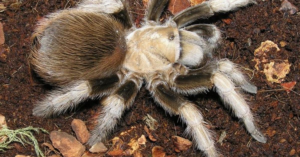 Charming view of the Arizona Blonde Tarantula, in Indonesia referred to as Tarantula Arizona Blonde.