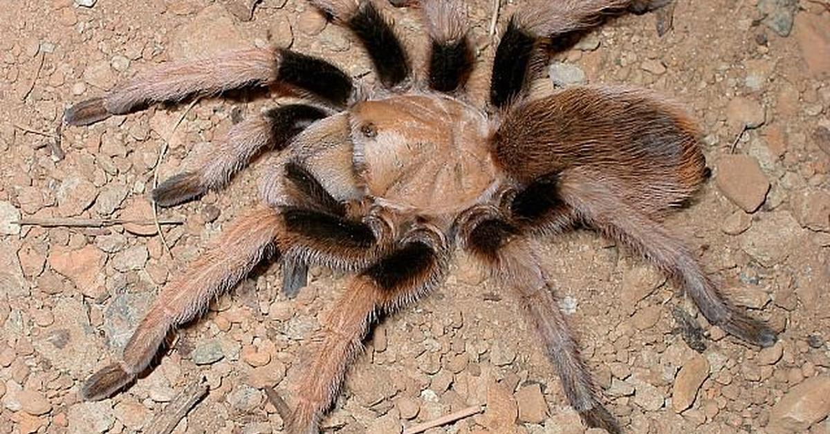 The Arizona Blonde Tarantula, an example of Aphonopelma chalcodes, in its natural environment.