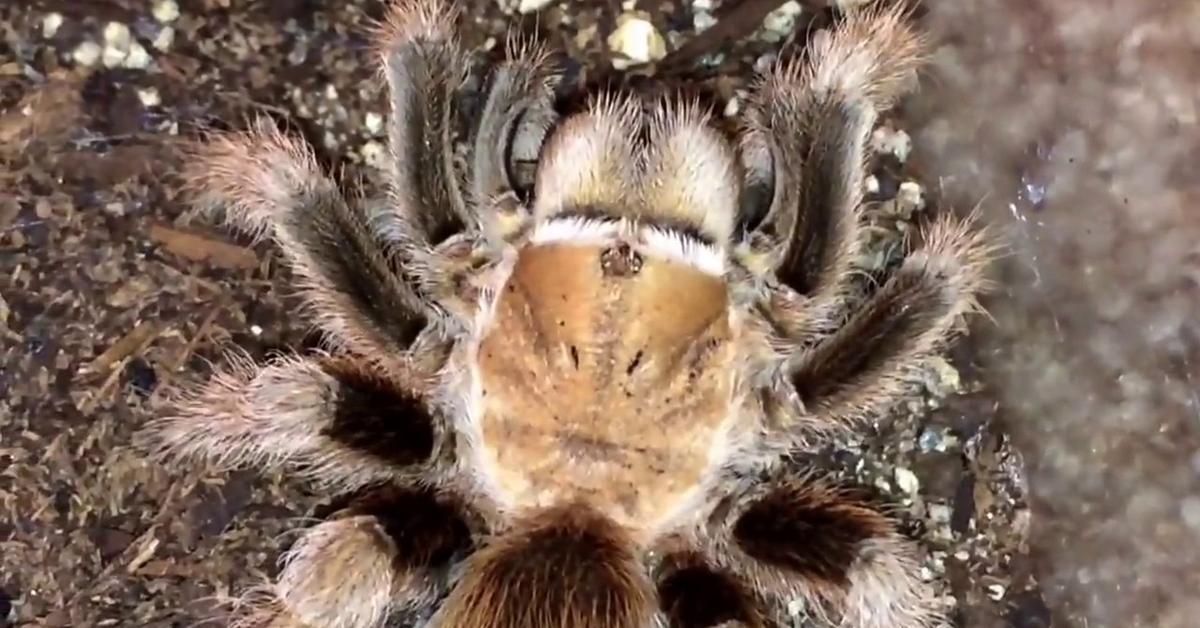 Photograph of the unique Arizona Blonde Tarantula, known scientifically as Aphonopelma chalcodes.