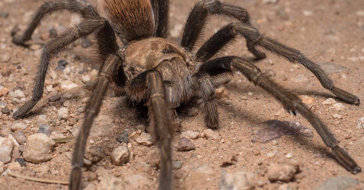 Stunning image of the Arizona Blonde Tarantula (Aphonopelma chalcodes), a wonder in the animal kingdom.