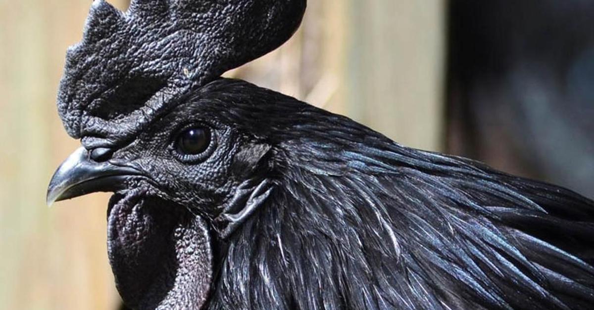 The Ayam Cemani, a species known as Ayam Cemani, in its natural splendor.