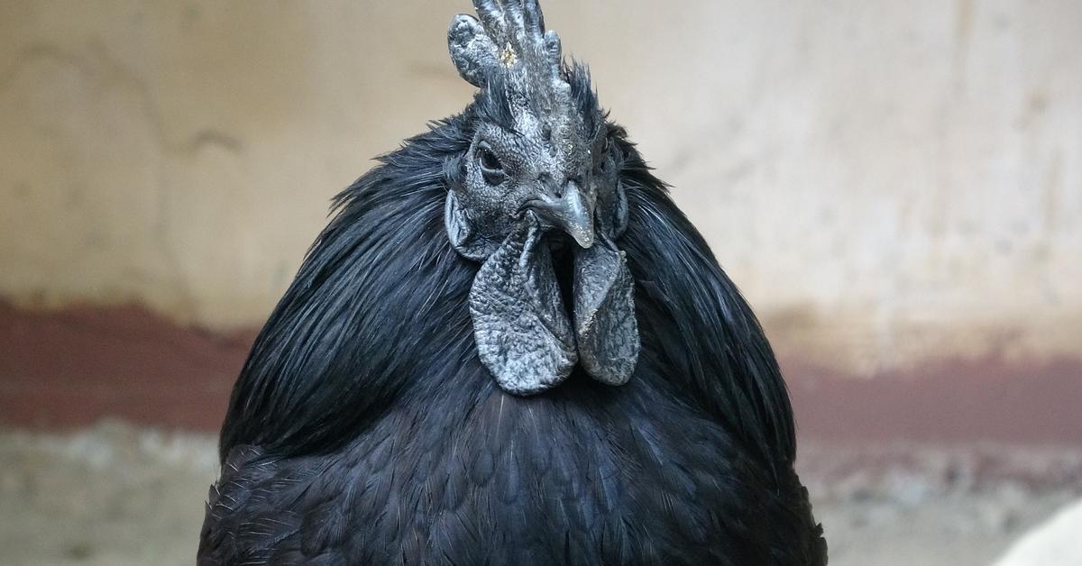 Enchanting Ayam Cemani, a species scientifically known as Ayam Cemani.