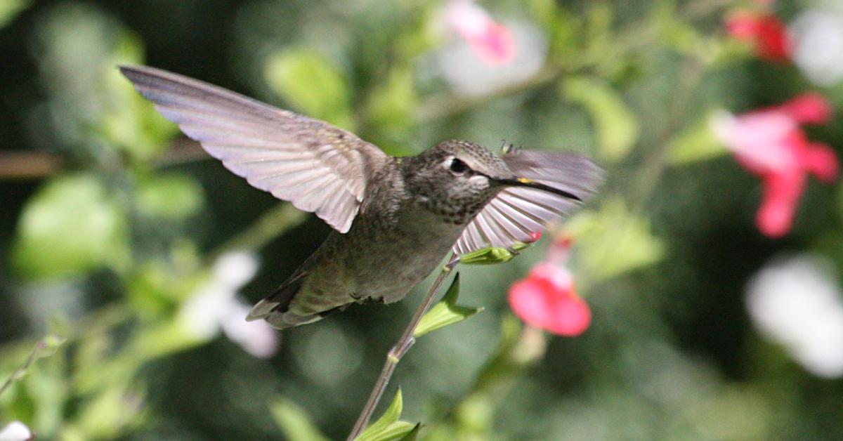 Glimpse of the Annas Hummingbird, known in the scientific community as Calypte anna.