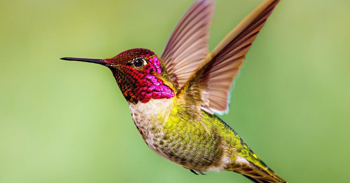 Stunning depiction of Annas Hummingbird, also referred to as Calypte anna.