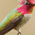 Insightful look at the Annas Hummingbird, known to Indonesians as Burung Kolibri Annas.