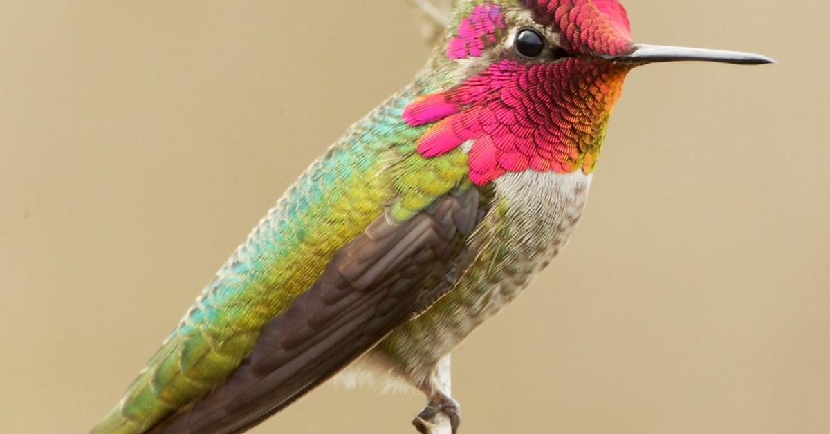 Insightful look at the Annas Hummingbird, known to Indonesians as Burung Kolibri Annas.