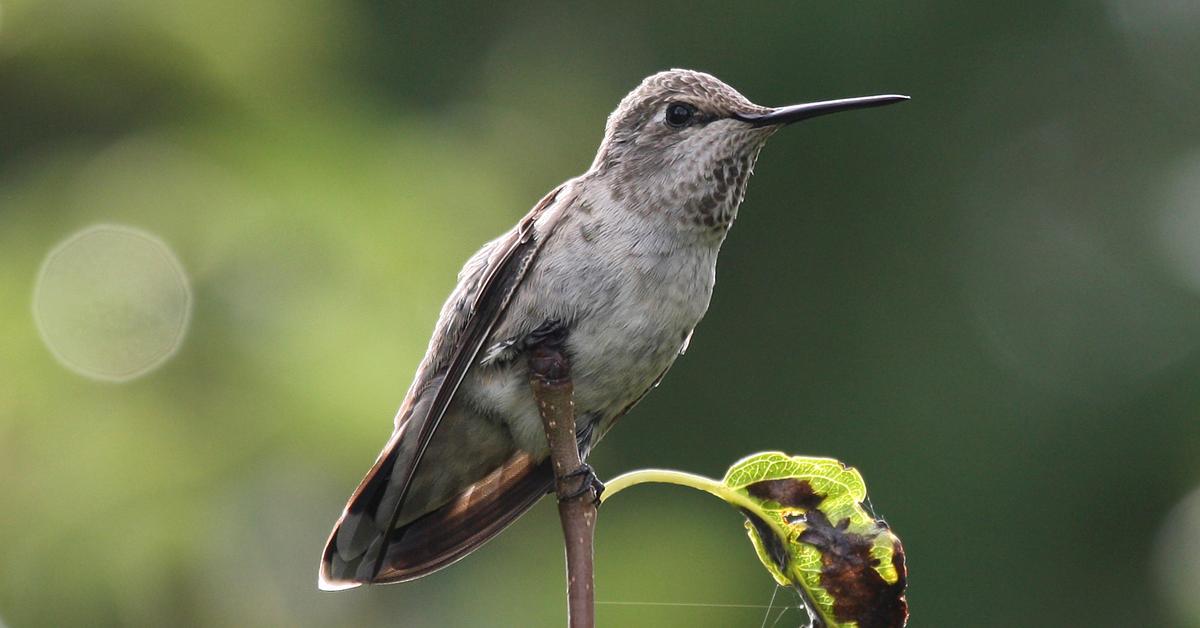 Insightful look at the Annas Hummingbird, known to Indonesians as Burung Kolibri Annas.