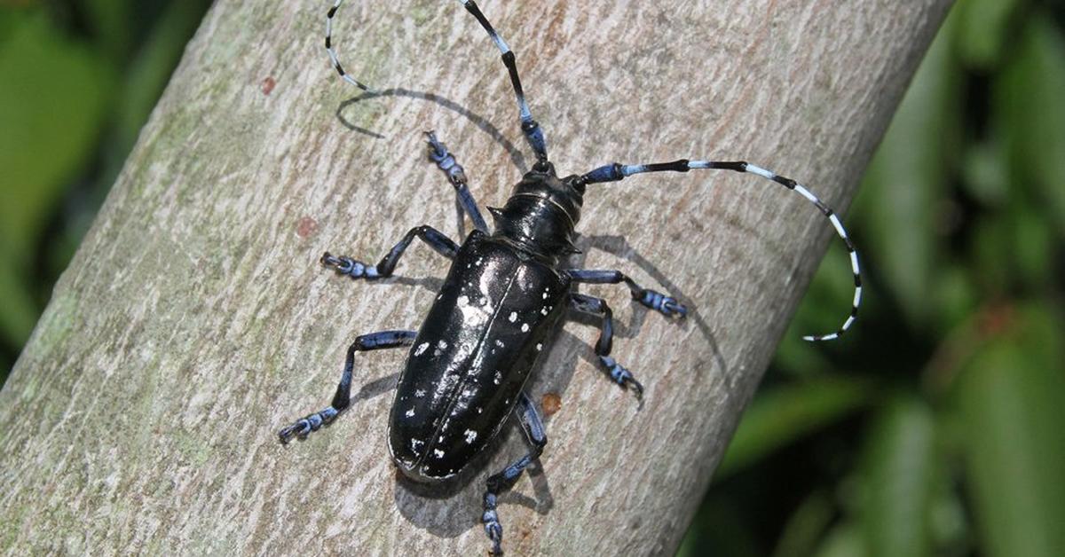 Distinctive Asian Longhorn Beetle, in Indonesia known as Kumbang Asia Longhorn, captured in this image.