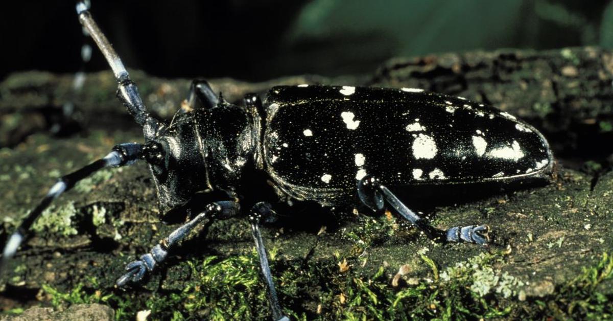 Image showcasing the Asian Longhorn Beetle, known in Indonesia as Kumbang Asia Longhorn.