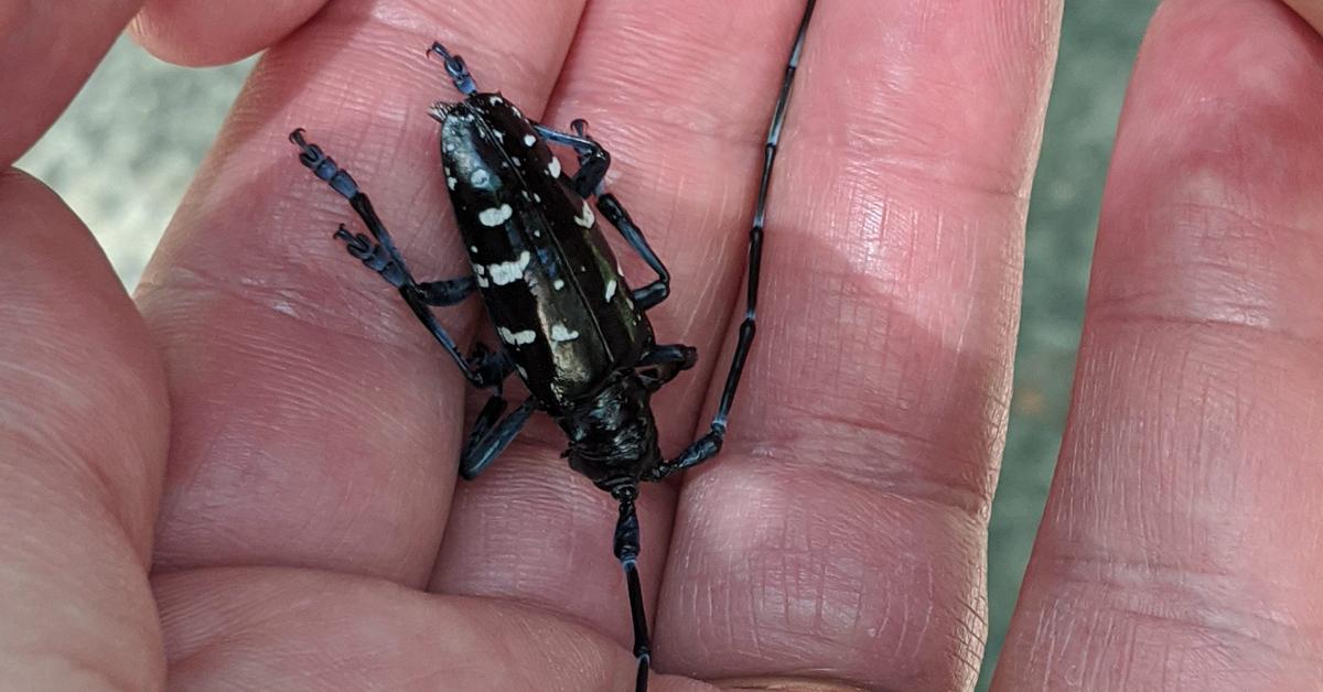 Photographic depiction of the unique Asian Longhorn Beetle, locally called Kumbang Asia Longhorn.