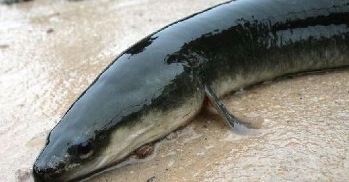 Iconic view of the American Eel, or Anguilla rostrata, in its habitat.