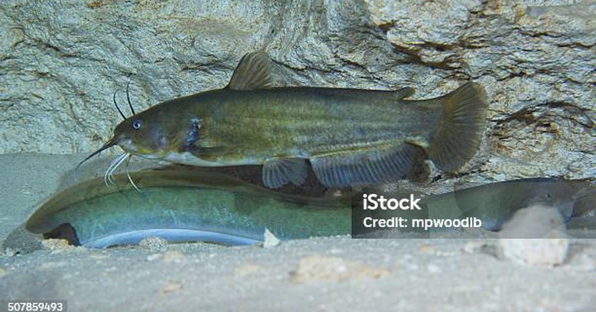 Elegant American Eel in its natural habitat, called Belut Amerika in Indonesia.