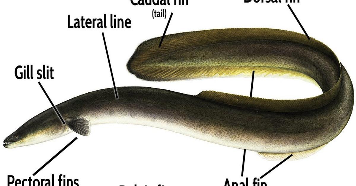 Snapshot of the intriguing American Eel, scientifically named Anguilla rostrata.