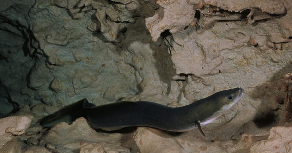 Photogenic American Eel, scientifically referred to as Anguilla rostrata.