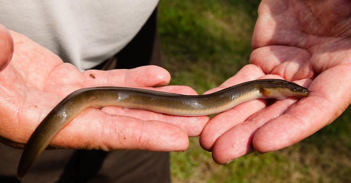 The American Eel, a species known as Anguilla rostrata, in its natural splendor.